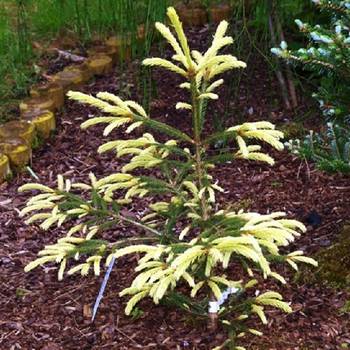 Ель обыкновенная Picea abies 'Finedonensis' 